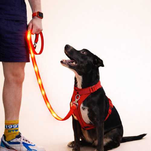 LED Safety Leash