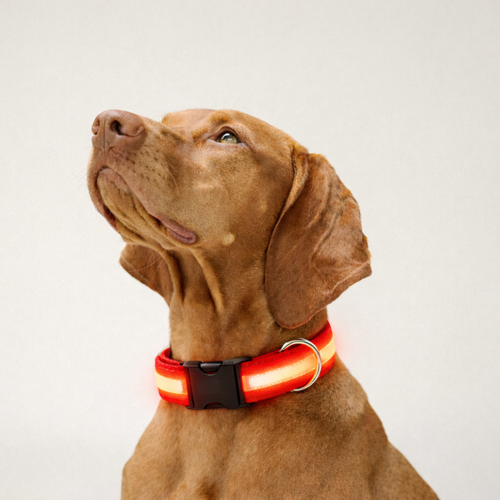 LED Safety Collar